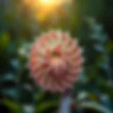 Conceptual illustration of the Fibonacci sequence in nature