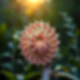 Conceptual illustration of the Fibonacci sequence in nature